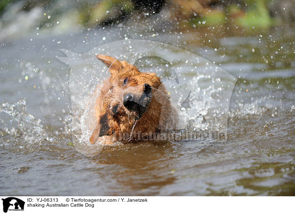 Australian Cattle Dog schttelt sich / shaking Australian Cattle Dog / YJ-06313