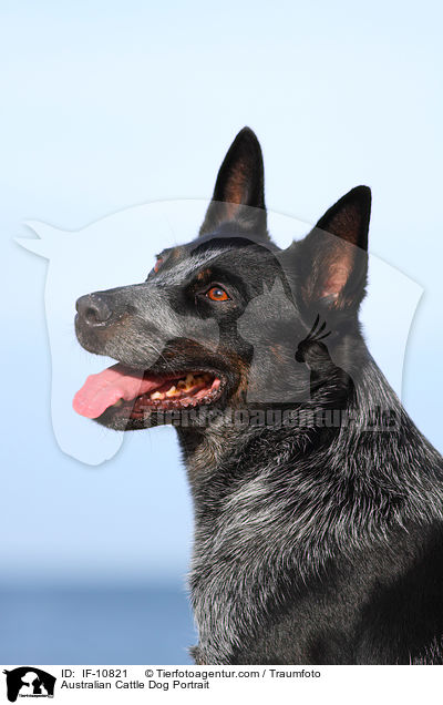 Australian Cattle Dog Portrait / Australian Cattle Dog Portrait / IF-10821