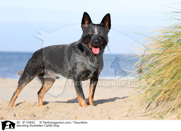 stehender Australian Cattle Dog / standing Australian Cattle Dog / IF-10822