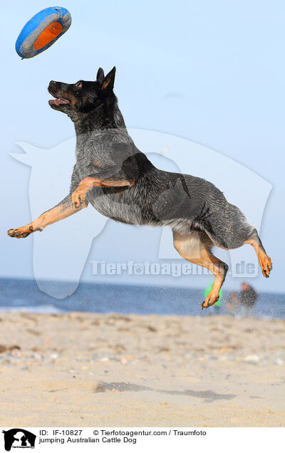 springender Australian Cattle Dog / jumping Australian Cattle Dog / IF-10827