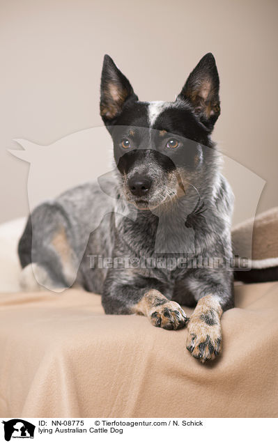 liegender Australian Cattle Dog / lying Australian Cattle Dog / NN-08775