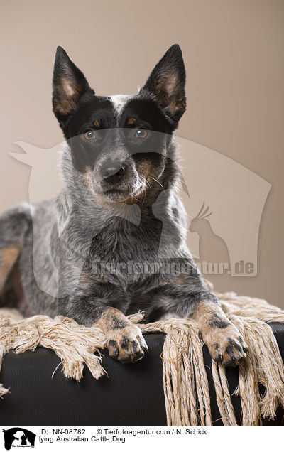 liegender Australian Cattle Dog / lying Australian Cattle Dog / NN-08782