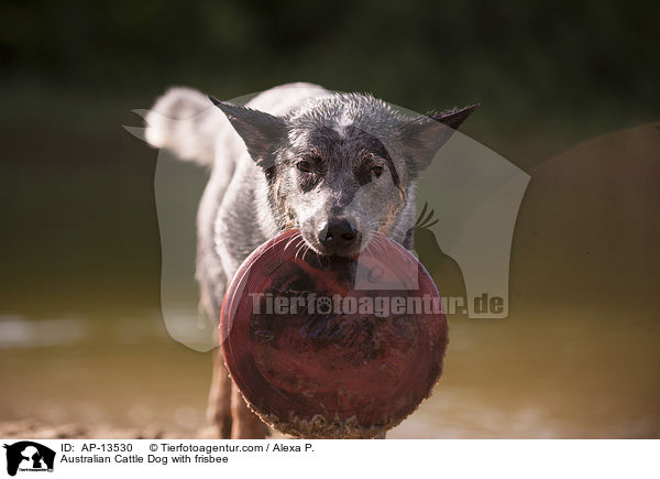 Australian Cattle Dog mit Frisbee / Australian Cattle Dog with frisbee / AP-13530