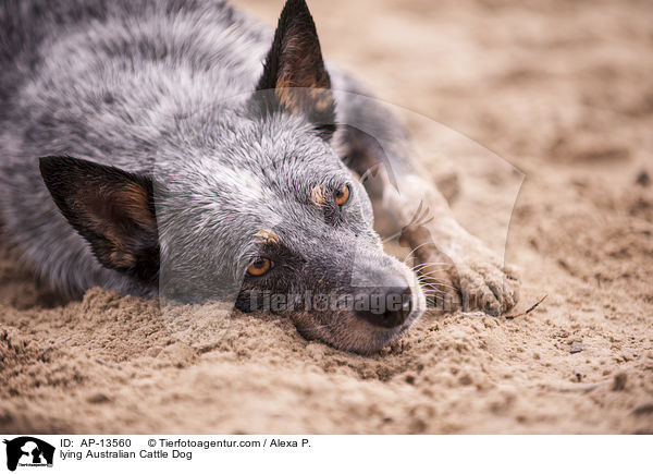 liegender Australian Cattle Dog / lying Australian Cattle Dog / AP-13560