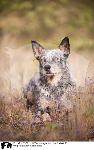 liegender Australian Cattle Dog / lying Australian Cattle Dog / AP-13570