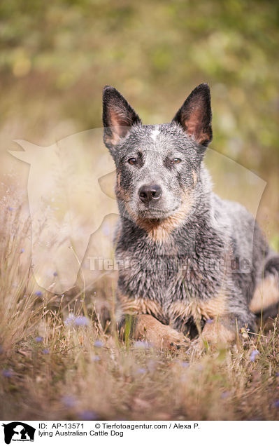 liegender Australian Cattle Dog / lying Australian Cattle Dog / AP-13571