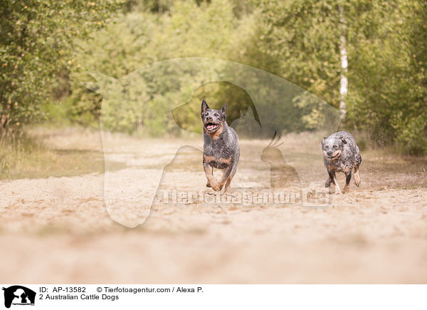 2 Australian Cattle Dogs / 2 Australian Cattle Dogs / AP-13582