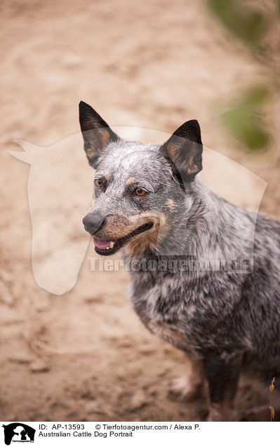 Australian Cattle Dog Portrait / Australian Cattle Dog Portrait / AP-13593