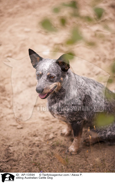 sitzender Australian Cattle Dog / sitting Australian Cattle Dog / AP-13594