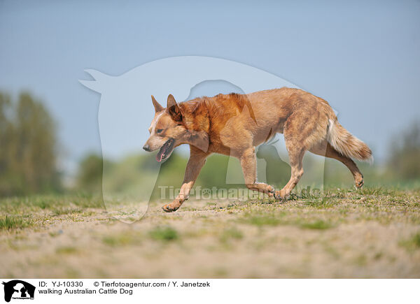 laufender Australian Cattle Dog / walking Australian Cattle Dog / YJ-10330