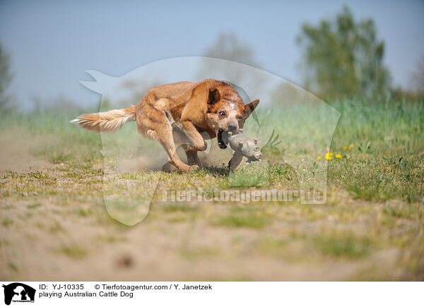 spielender Australian Cattle Dog / playing Australian Cattle Dog / YJ-10335