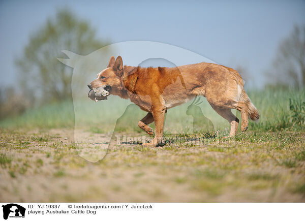 spielender Australian Cattle Dog / playing Australian Cattle Dog / YJ-10337