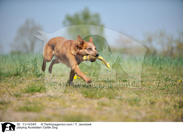 spielender Australian Cattle Dog / playing Australian Cattle Dog / YJ-10345