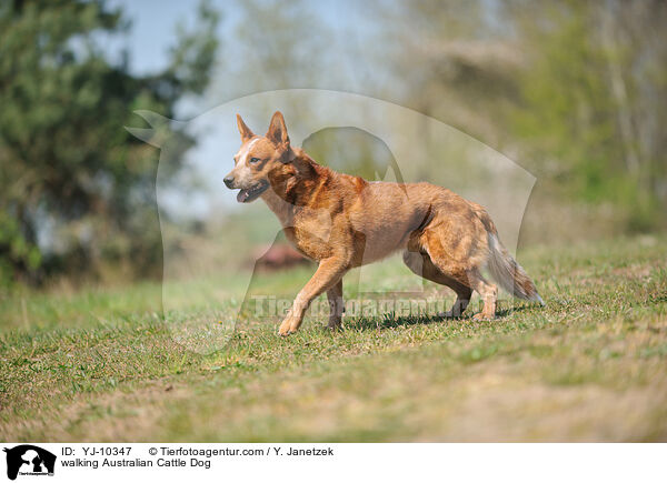 laufender Australian Cattle Dog / walking Australian Cattle Dog / YJ-10347