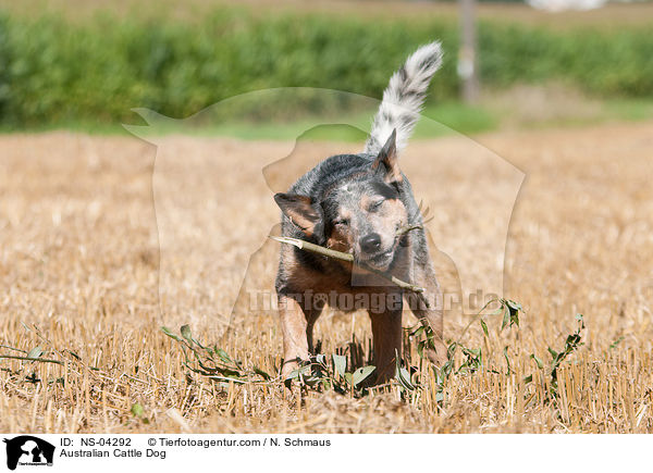 Australian Cattle Dog / Australian Cattle Dog / NS-04292