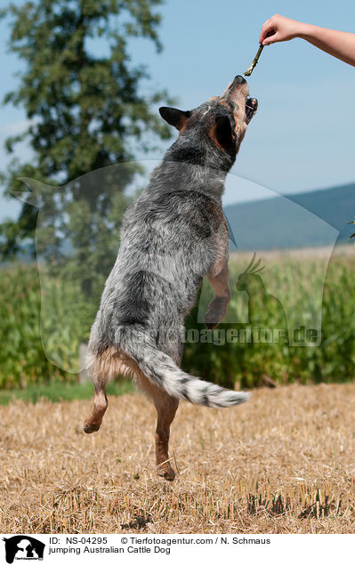 springender Australian Cattle Dog / jumping Australian Cattle Dog / NS-04295