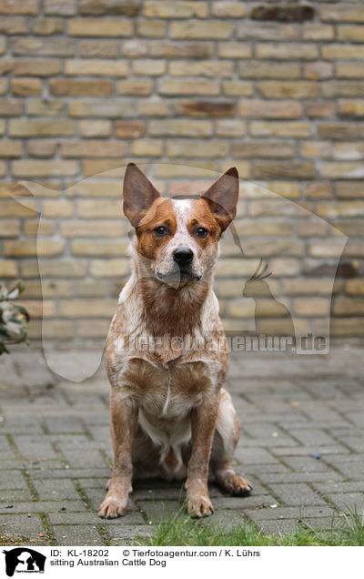 sitzender Australian Cattle Dog / sitting Australian Cattle Dog / KL-18202