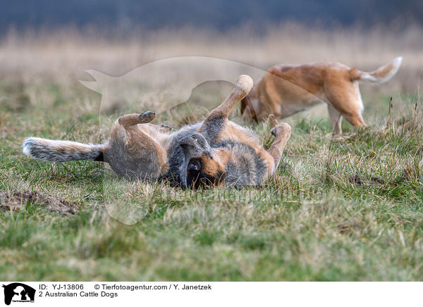 2 Australian Cattle Dogs / 2 Australian Cattle Dogs / YJ-13806