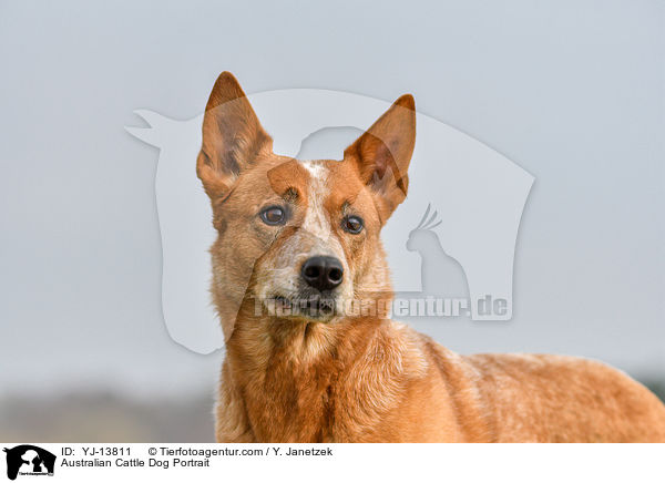 Australian Cattle Dog Portrait / Australian Cattle Dog Portrait / YJ-13811