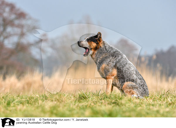 ghnender Australian Cattle Dog / yawning Australian Cattle Dog / YJ-13818