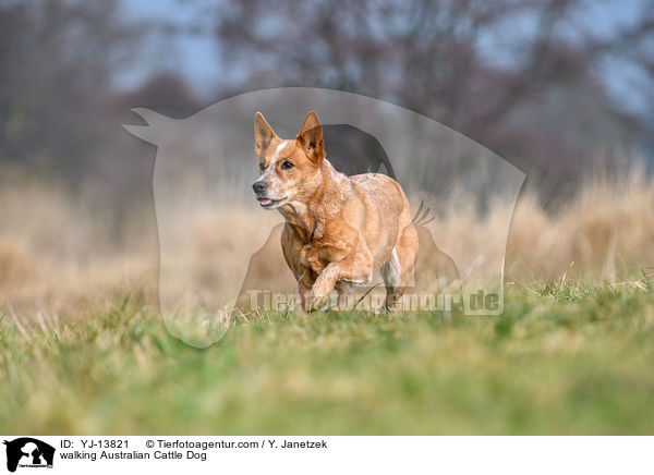 laufender Australian Cattle Dog / walking Australian Cattle Dog / YJ-13821