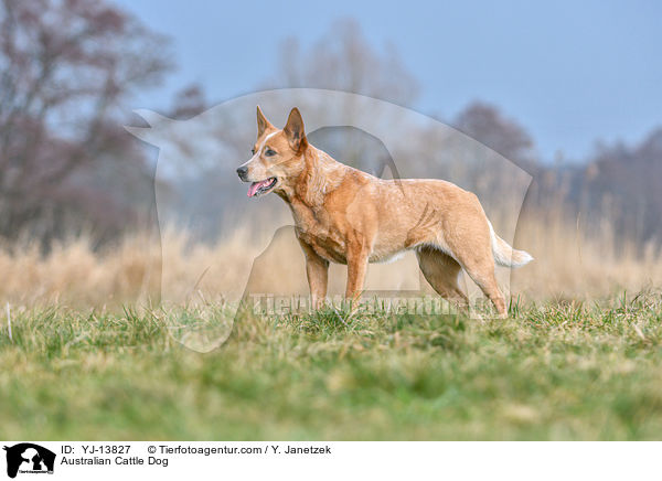 Australian Cattle Dog / Australian Cattle Dog / YJ-13827