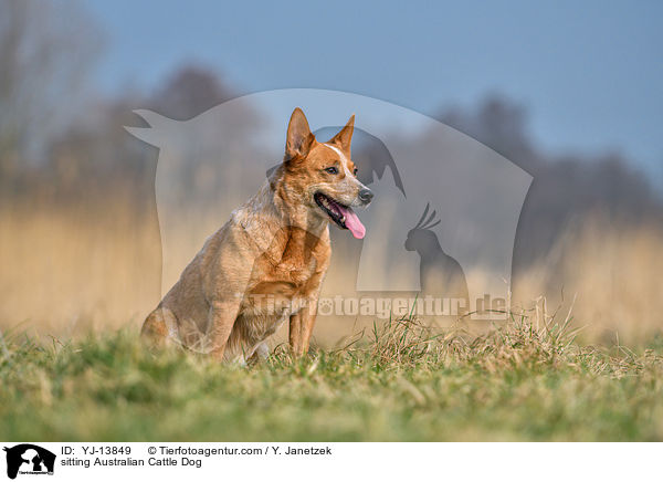 sitzender Australian Cattle Dog / sitting Australian Cattle Dog / YJ-13849