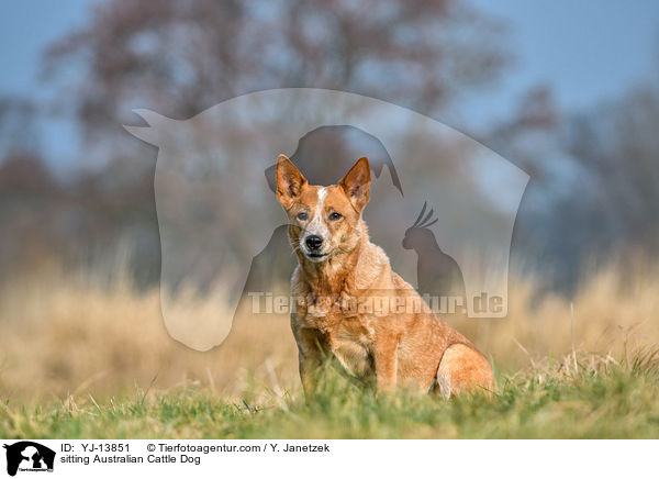 sitzender Australian Cattle Dog / sitting Australian Cattle Dog / YJ-13851