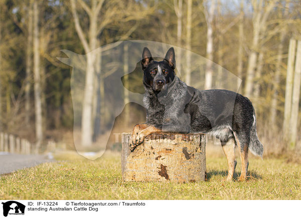 standing Australian Cattle Dog / IF-13224