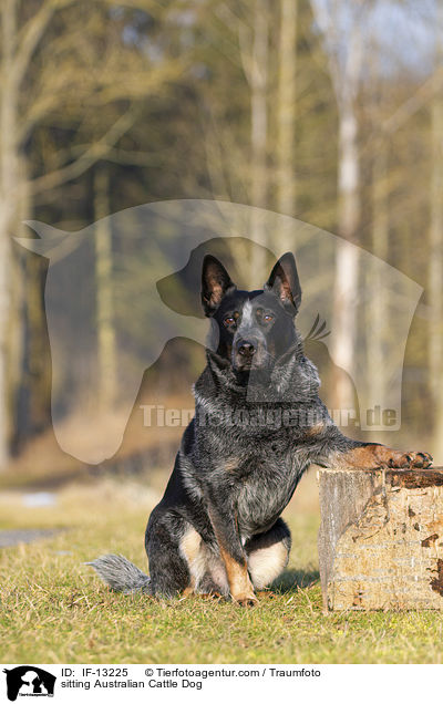 sitting Australian Cattle Dog / IF-13225