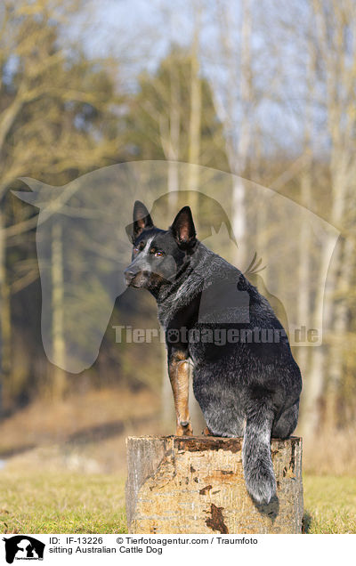 sitting Australian Cattle Dog / IF-13226