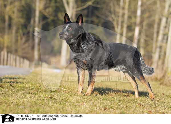 standing Australian Cattle Dog / IF-13227