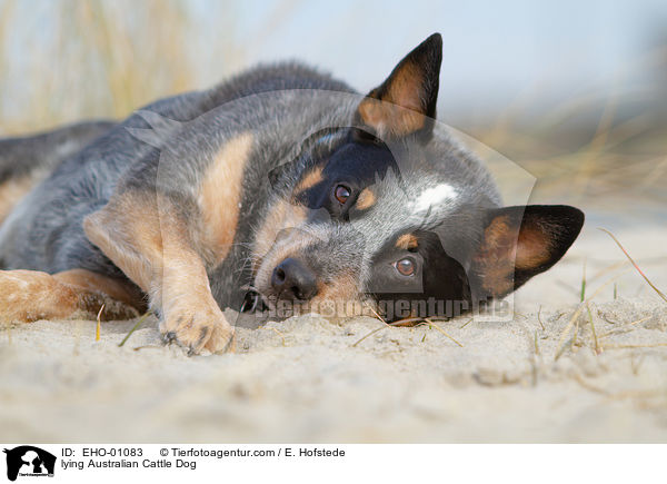 liegender Australian Cattle Dog / lying Australian Cattle Dog / EHO-01083