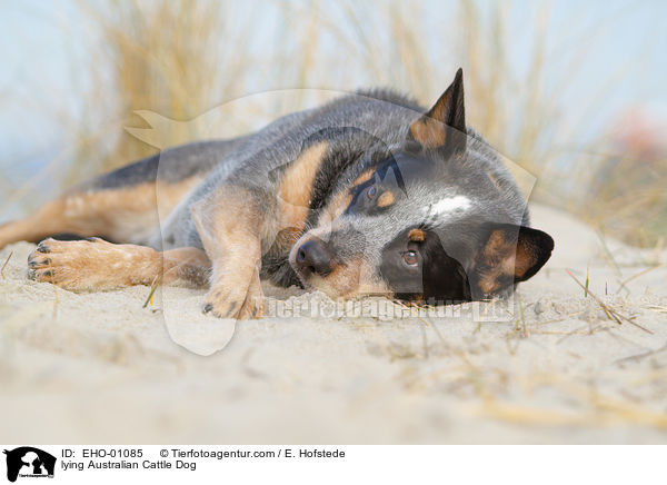 liegender Australian Cattle Dog / lying Australian Cattle Dog / EHO-01085