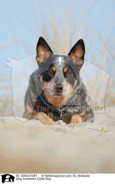 liegender Australian Cattle Dog / lying Australian Cattle Dog / EHO-01087