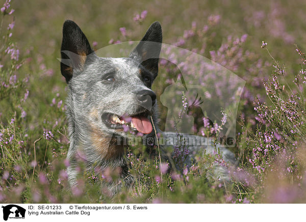 liegender Australian Cattle Dog / lying Australian Cattle Dog / SE-01233