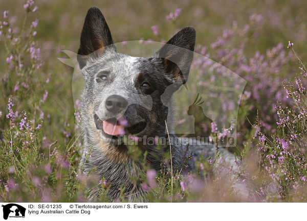 liegender Australian Cattle Dog / lying Australian Cattle Dog / SE-01235