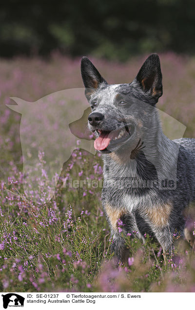 stehender Australian Cattle Dog / standing Australian Cattle Dog / SE-01237