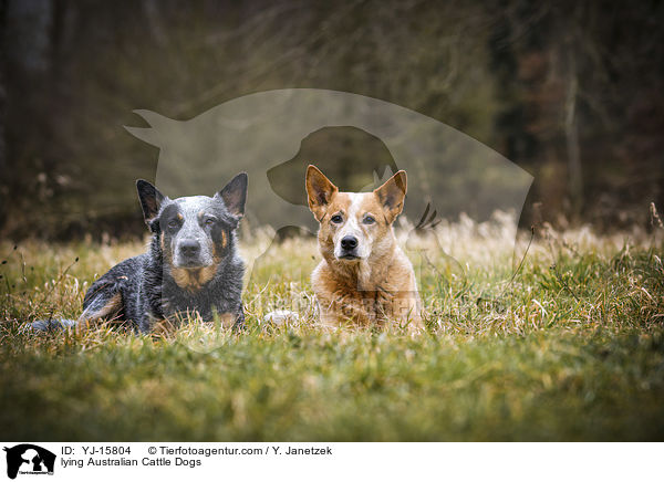 liegende Australian Cattle Dogs / lying Australian Cattle Dogs / YJ-15804