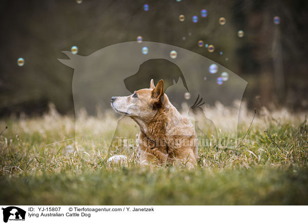 liegender Australian Cattle Dog / lying Australian Cattle Dog / YJ-15807