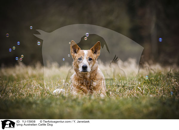 liegender Australian Cattle Dog / lying Australian Cattle Dog / YJ-15808