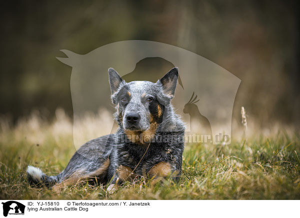 liegender Australian Cattle Dog / lying Australian Cattle Dog / YJ-15810