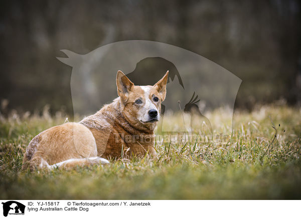 liegender Australian Cattle Dog / lying Australian Cattle Dog / YJ-15817