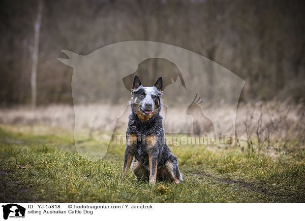 sitzender Australian Cattle Dog / sitting Australian Cattle Dog / YJ-15818