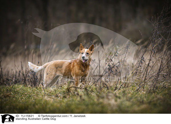 stehender Australian Cattle Dog / standing Australian Cattle Dog / YJ-15821