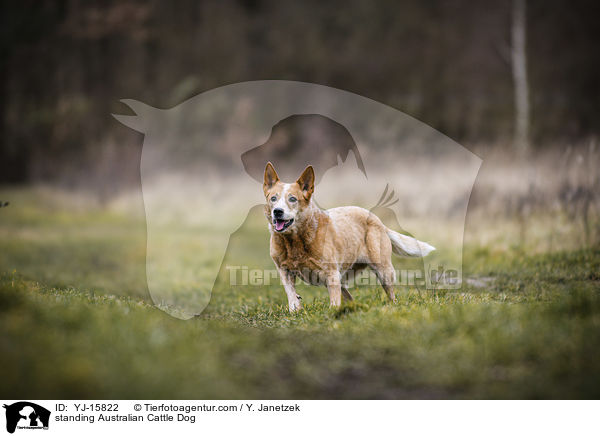 stehender Australian Cattle Dog / standing Australian Cattle Dog / YJ-15822