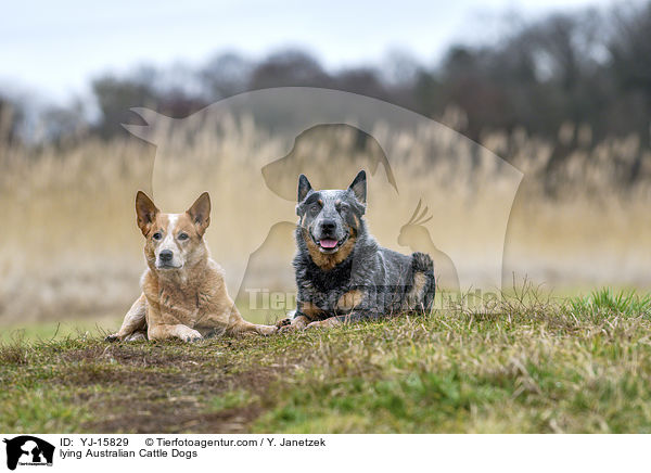 liegende Australian Cattle Dogs / lying Australian Cattle Dogs / YJ-15829