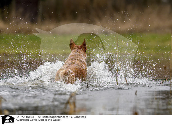 Australian Cattle Dog im Wasser / Australian Cattle Dog in the water / YJ-15833