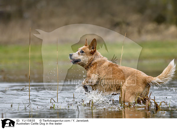 Australian Cattle Dog im Wasser / Australian Cattle Dog in the water / YJ-15835