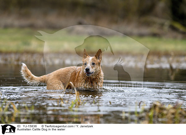 Australian Cattle Dog im Wasser / Australian Cattle Dog in the water / YJ-15836